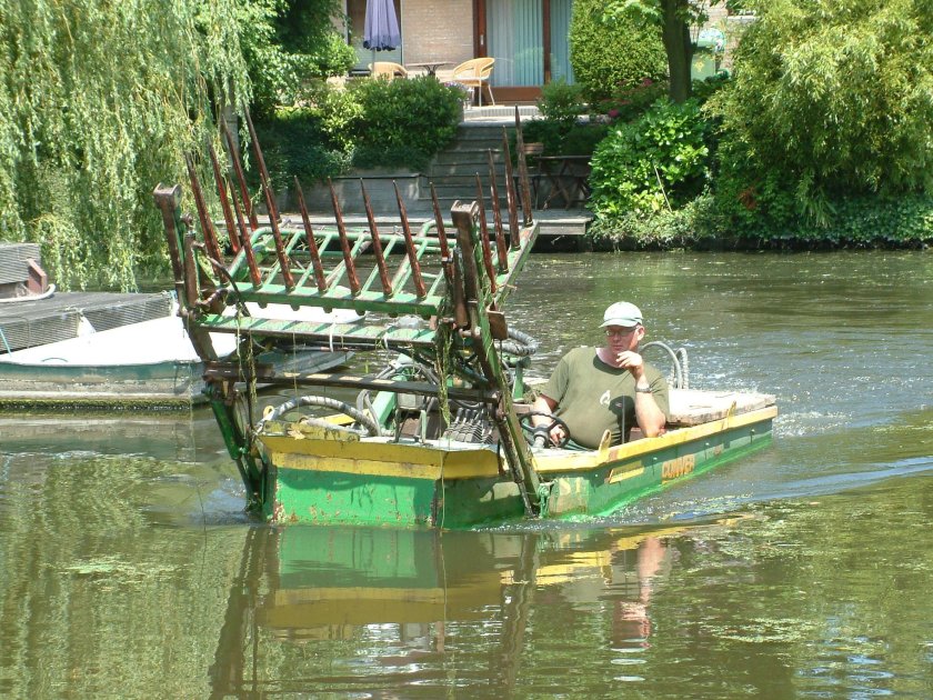 Водные сорняки