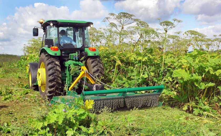 Скашивание борщевика Сосновского