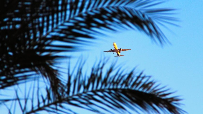 Самолет пальмы