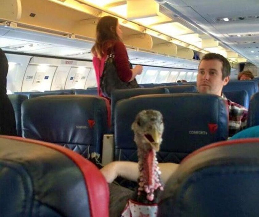 Смешные пассажиры в самолете