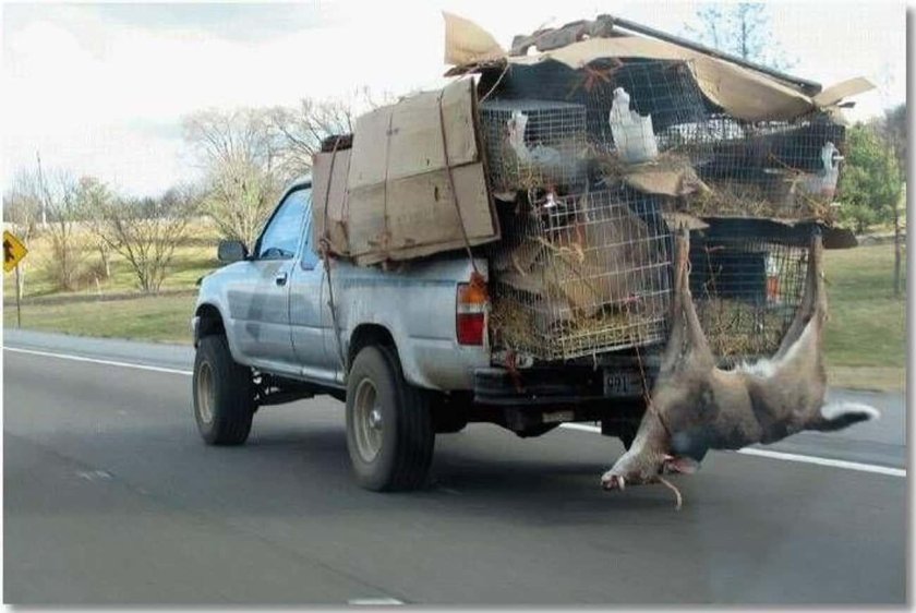 Свинья в авто