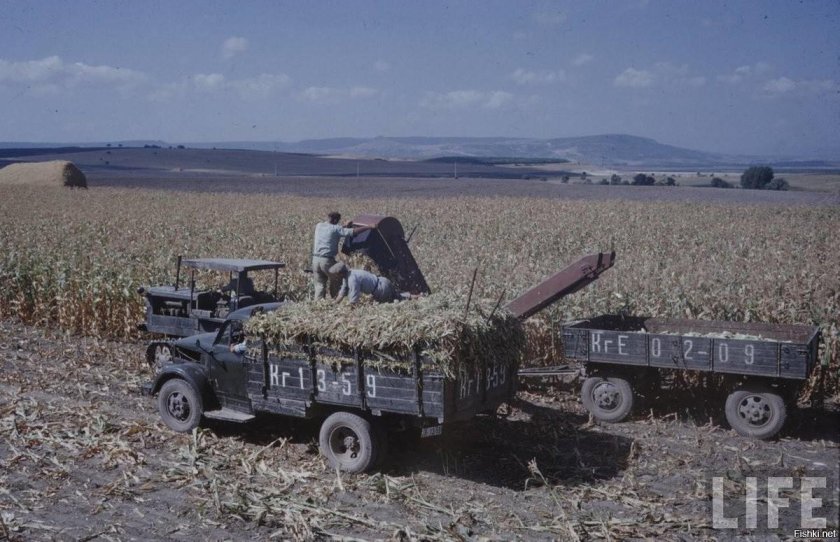 ГАЗ 51 на уборке урожая