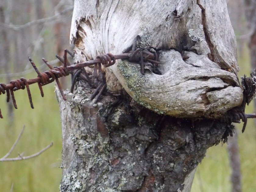 Эхо войны оружие вросшее в дерево