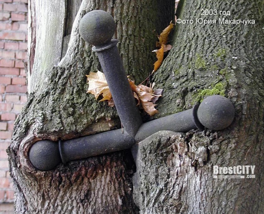 Вросшие в дерево предметы