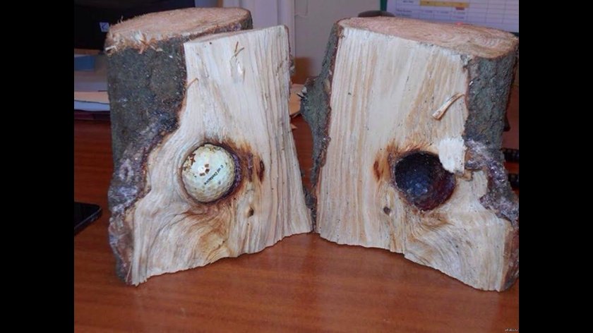 Вросло в дерево