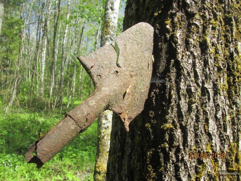 Вросшие в дерево предметы