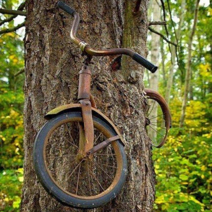 Велосипед врос в дерево