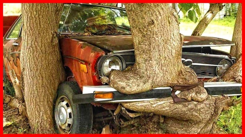 Машина вросла в дерево
