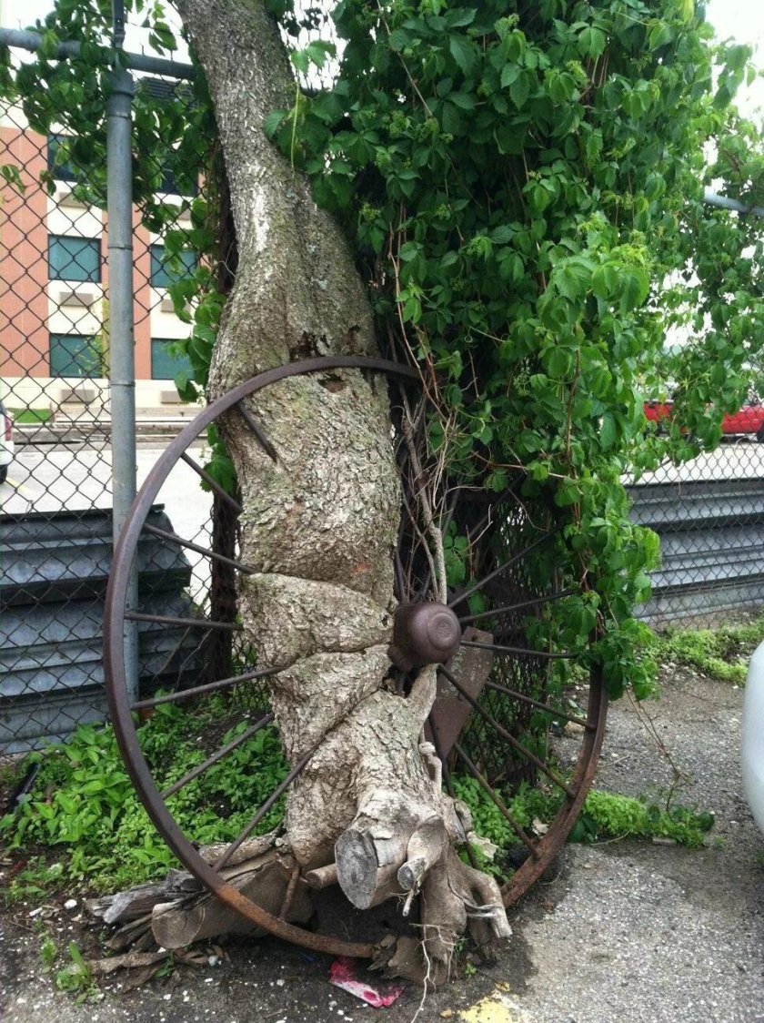 Вросшие в дерево предметы