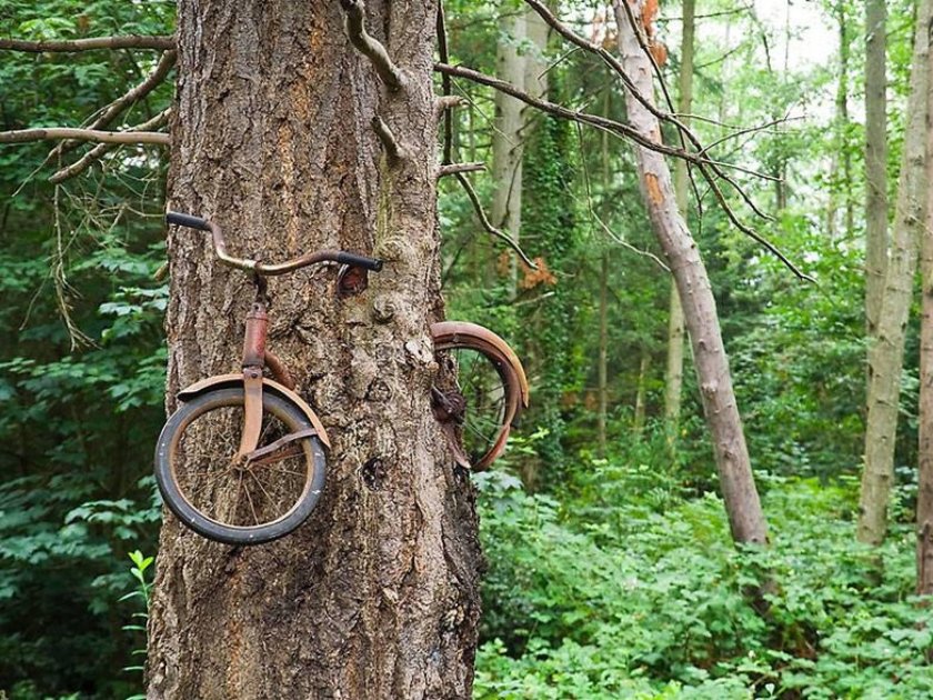Дерево съело велосипед