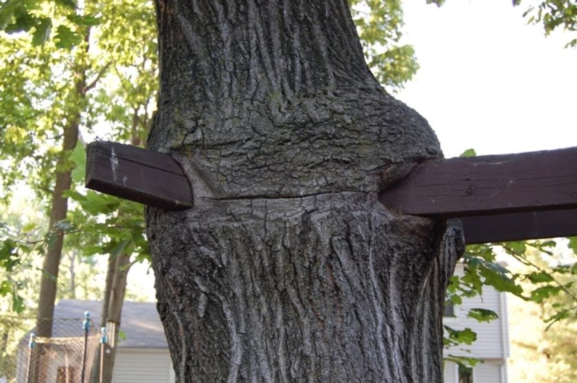 Пороки древесины инородные включения