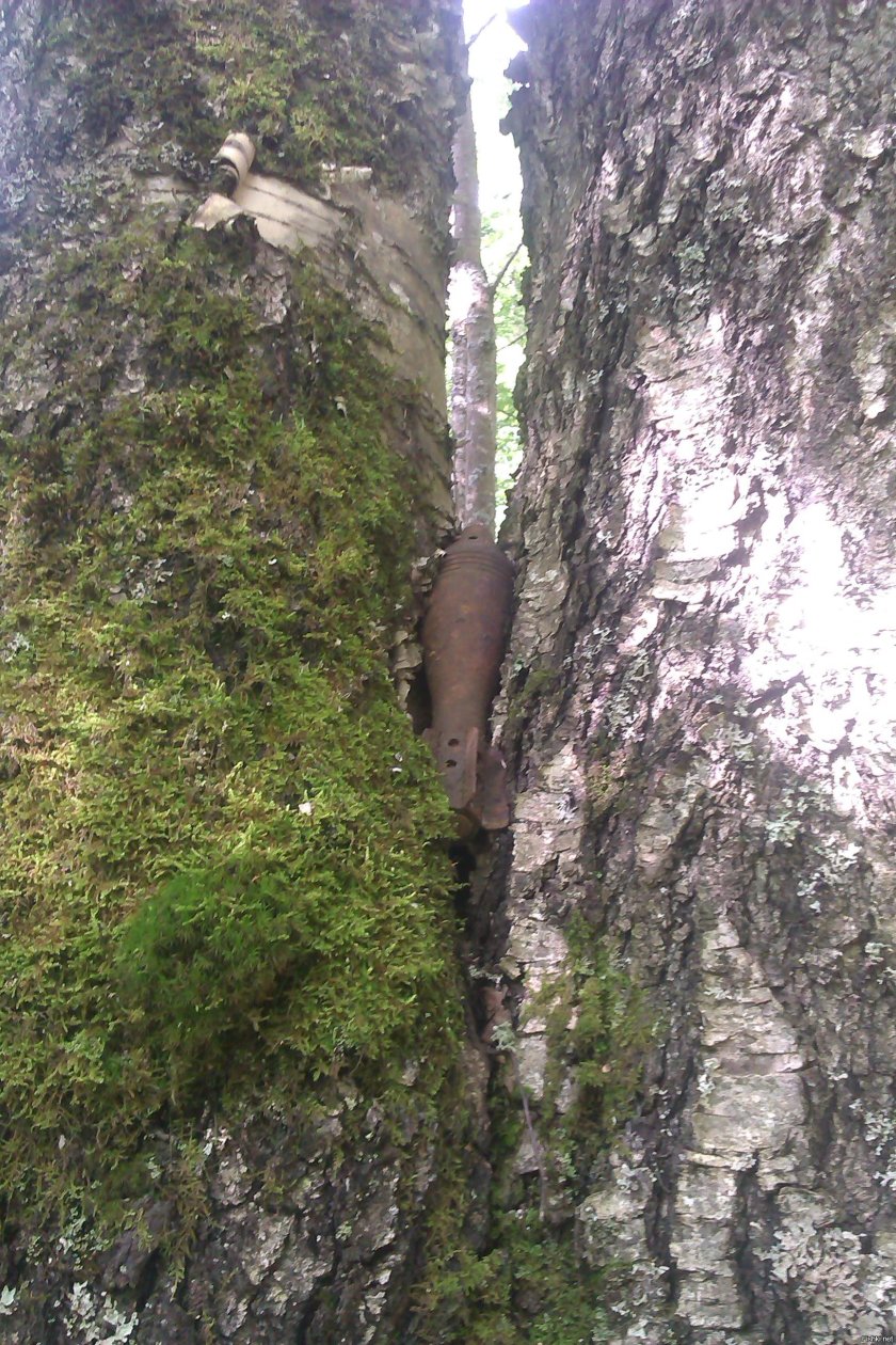 Вросло в дерево