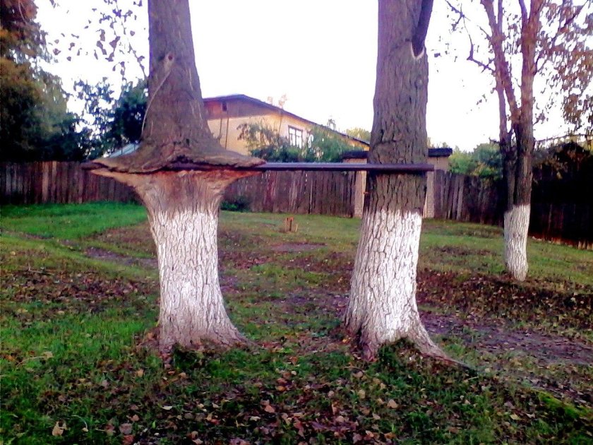 Вросло в дерево