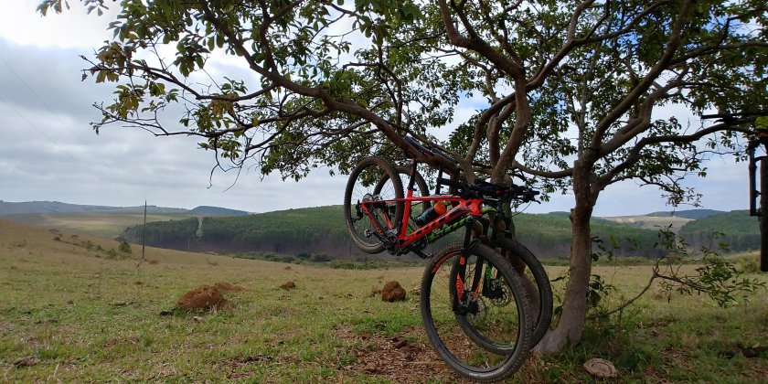 Велосипед в дереве