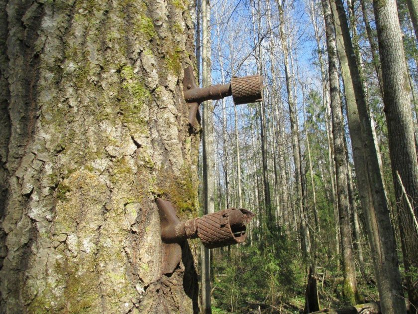 Вросшие в дерево предметы