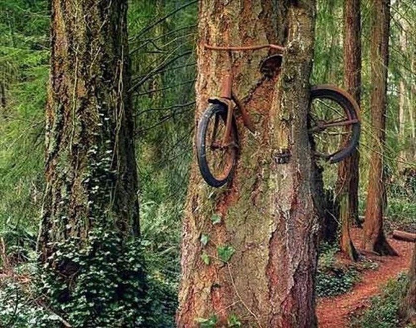 Велосипед врос в дерево