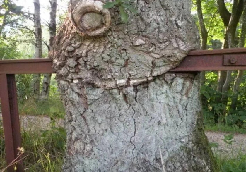 Вещи вросшие в деревья