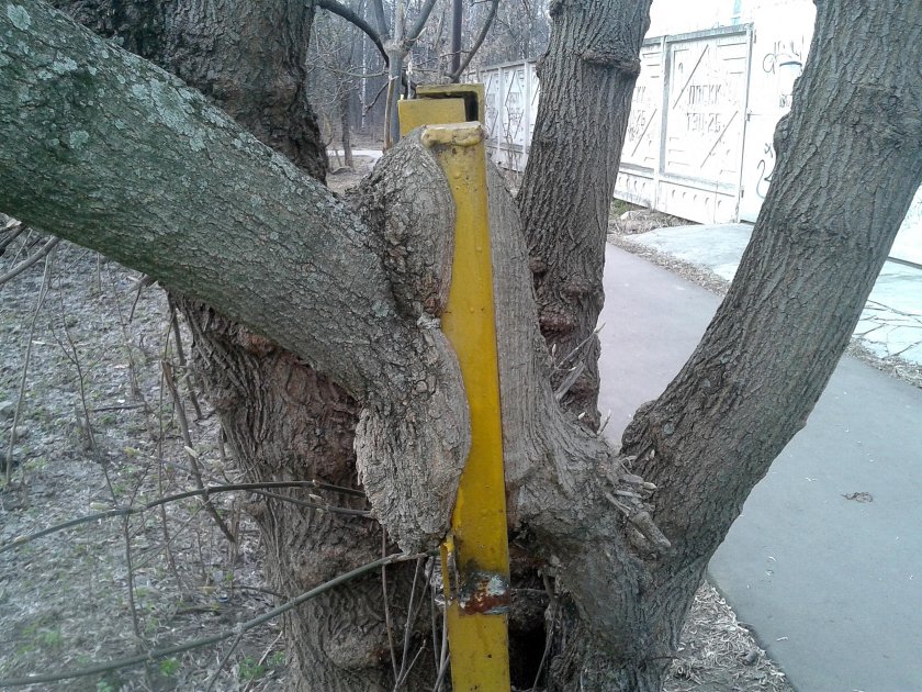 Механические повреждения деревьев