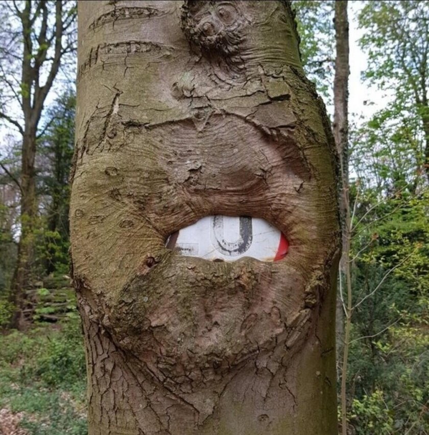 Вросло в дерево