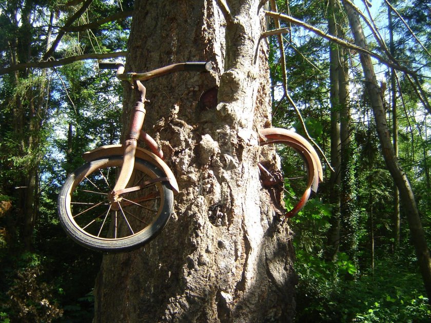 Дерево съело скамейку