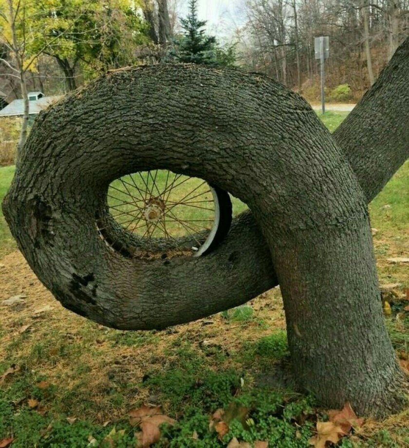 Забавные деревья