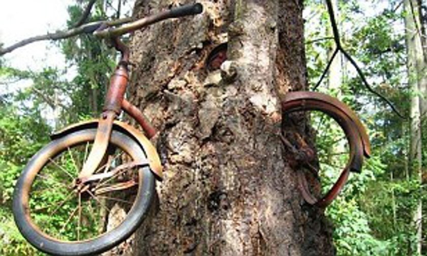 Велосипед врос в дерево