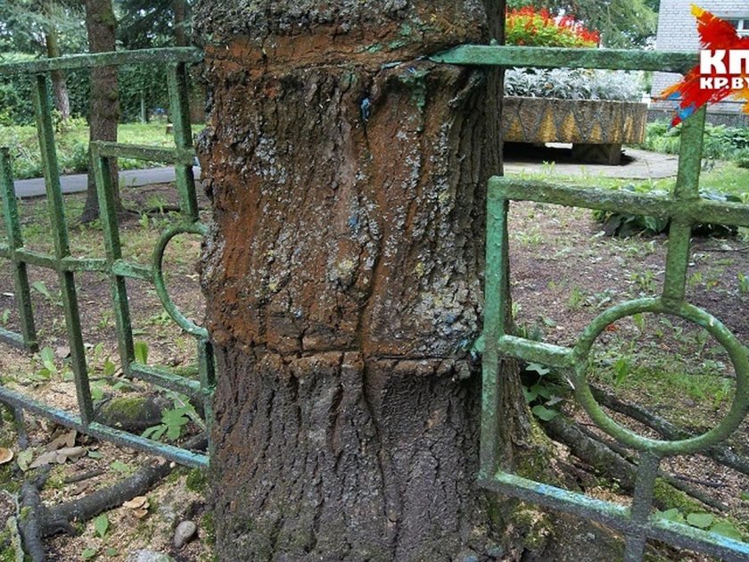 Дерево вросло в забор