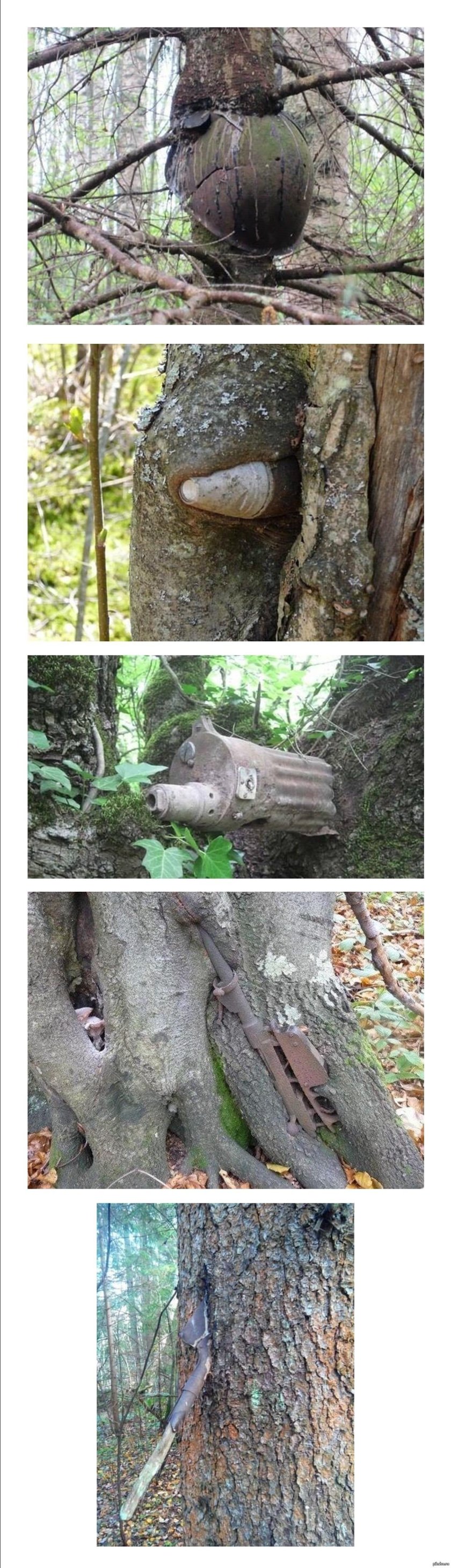 Вещи вросшие в деревья