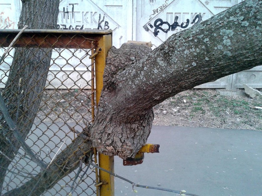 Дерево вросло в забор