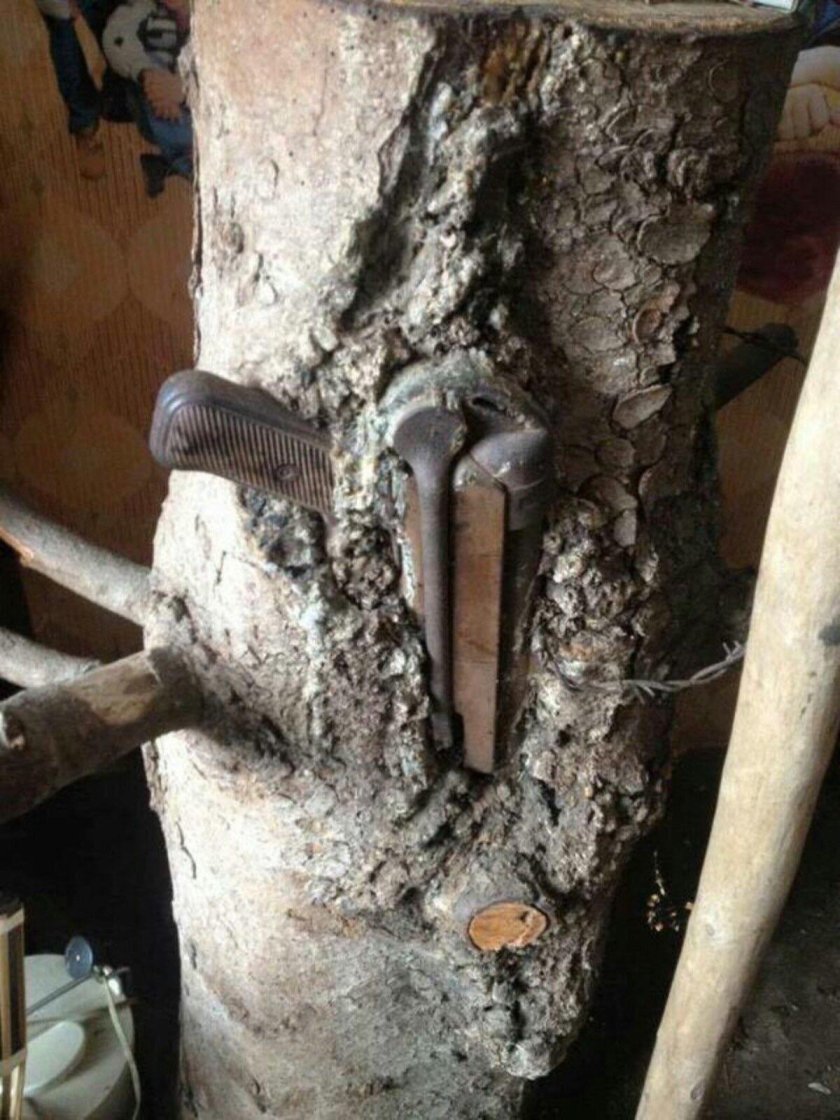 Эхо войны оружие вросшее в дерево