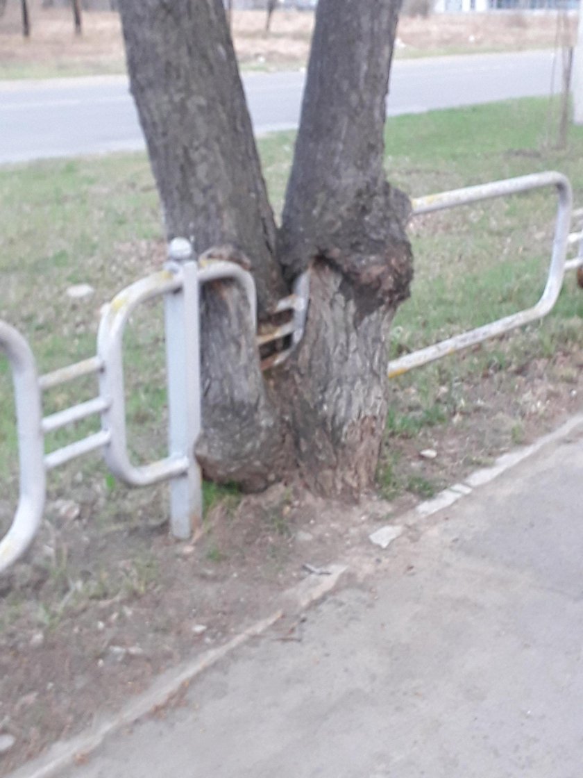 Дерево вросло в забор