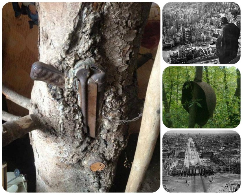 Дерево вросло в забор