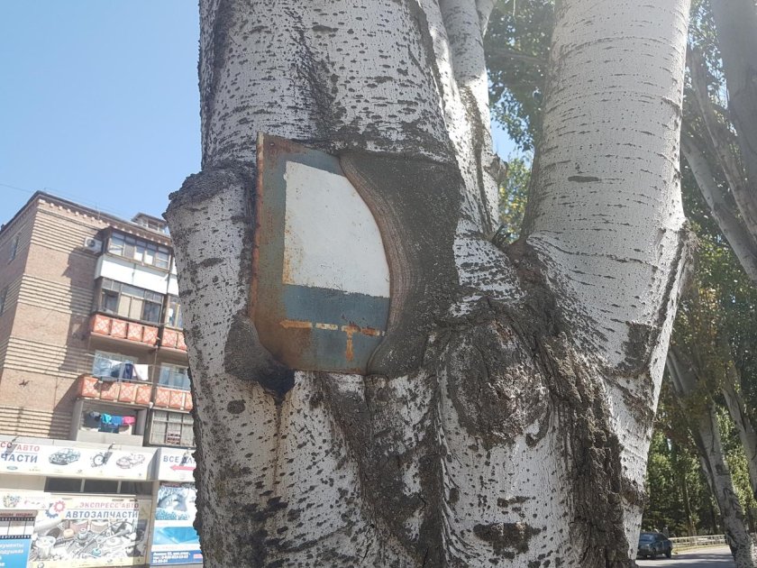 Дерево вросло в забор