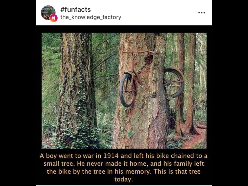 Мотоцикл врос в дерево