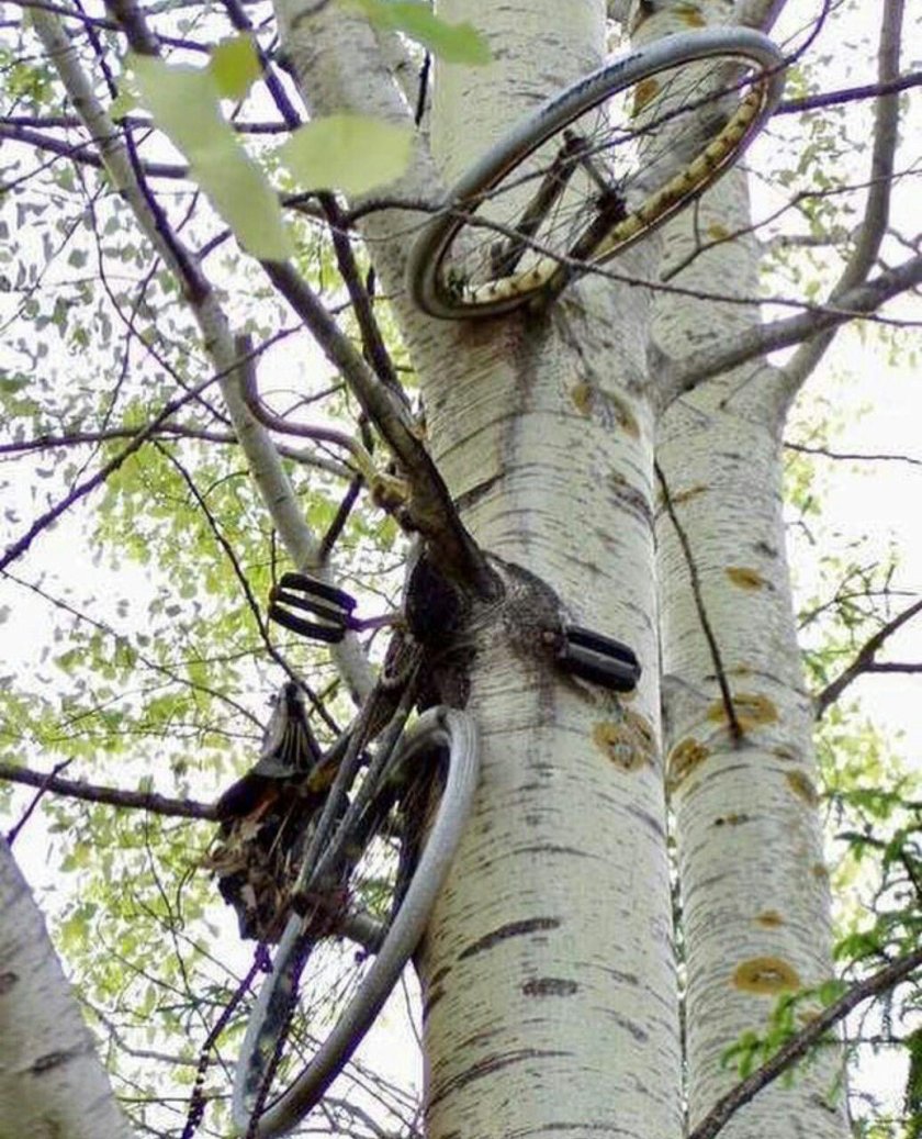 Велосипед врос в дерево