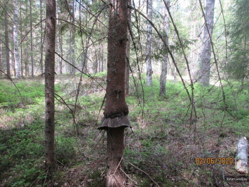 Вросшие в дерево предметы