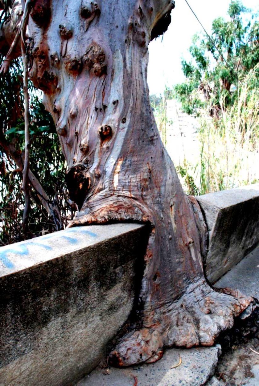 Дерево вросло в забор