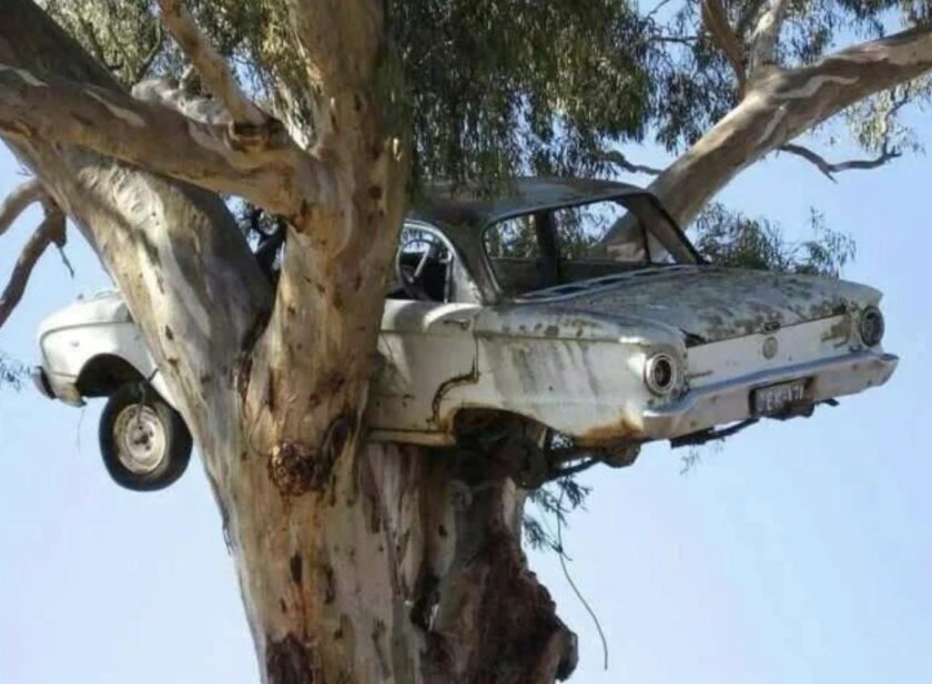 Машина на дереве