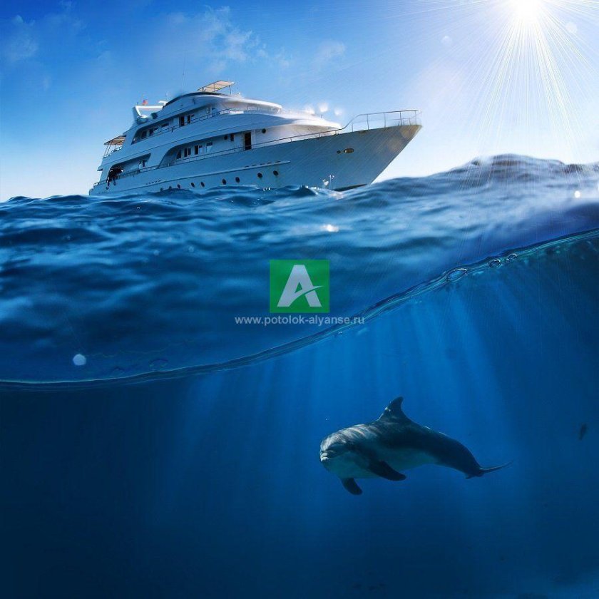 Корабль и дельфины
