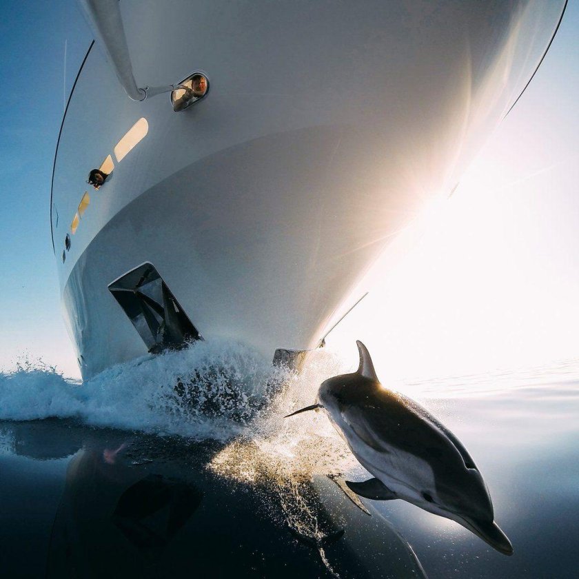 Корабль и дельфины