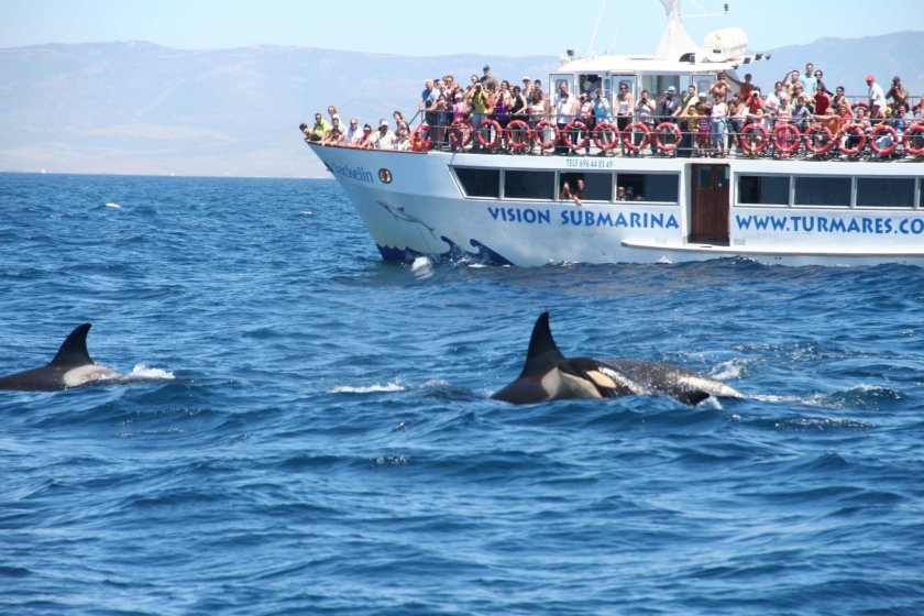 Дельфины в море