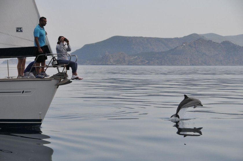 Дельфины и катер