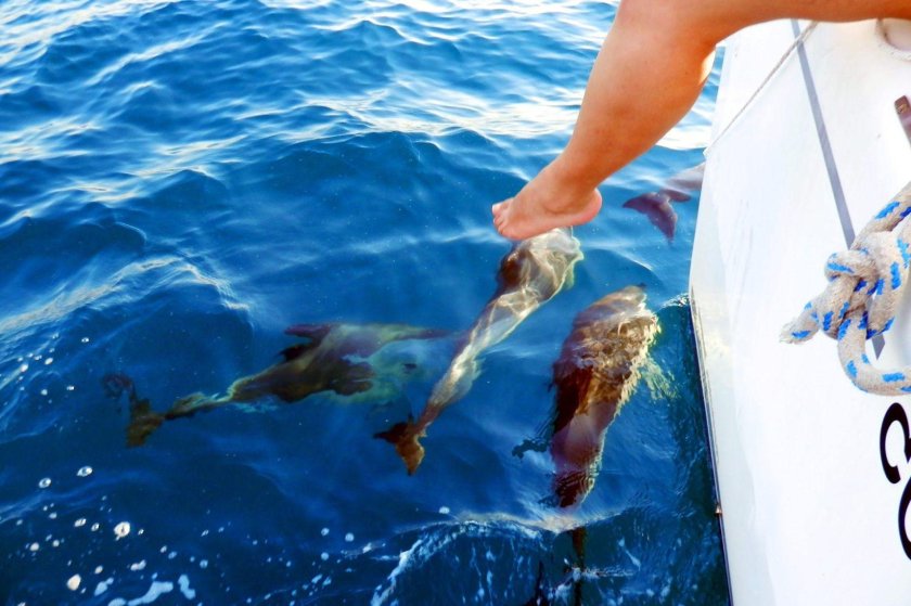 Морские прогулки с дельфинами Сочи