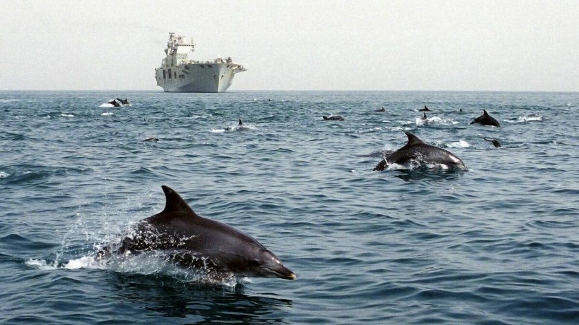 Дельфин в Баренцевом море