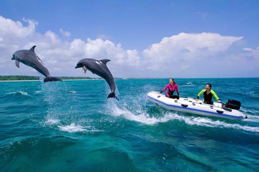 Море дельфины корабль