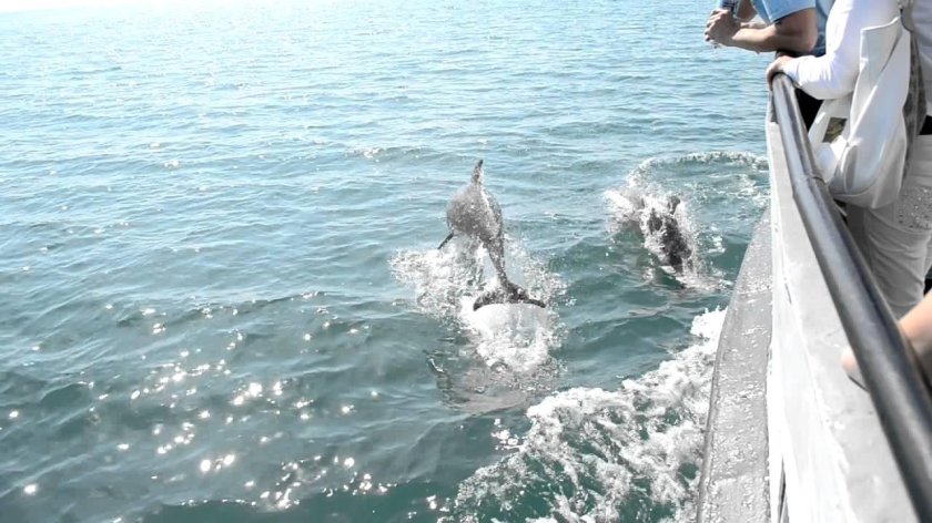 Дельфины море Сочи