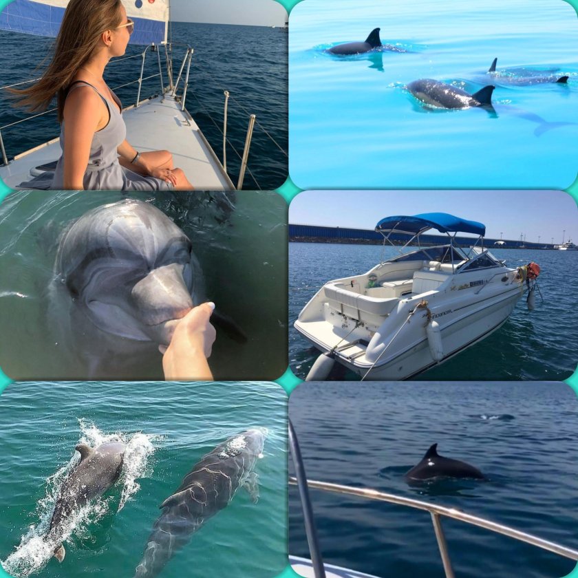 Прогулки с дельфинами