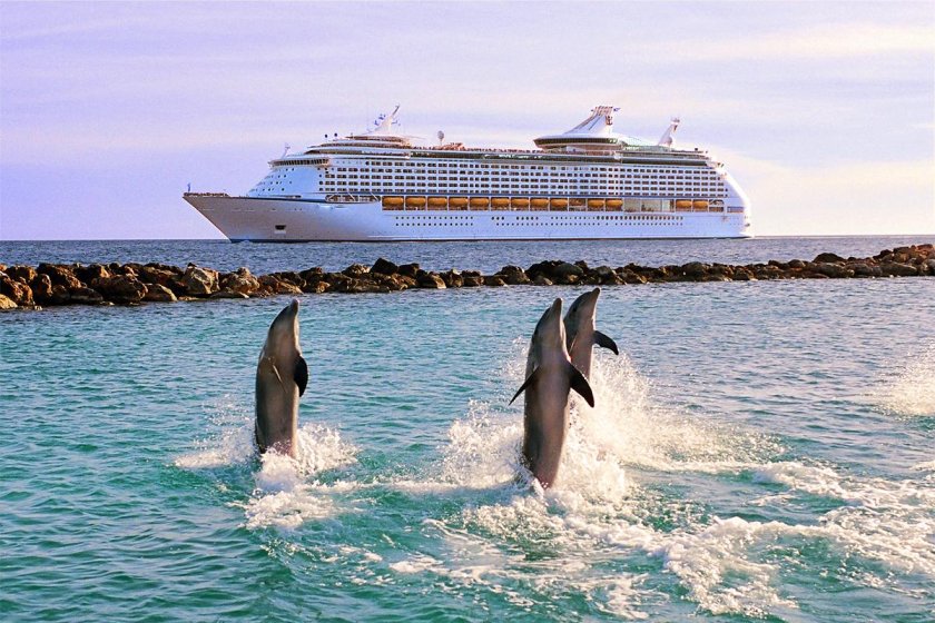 Море дельфины