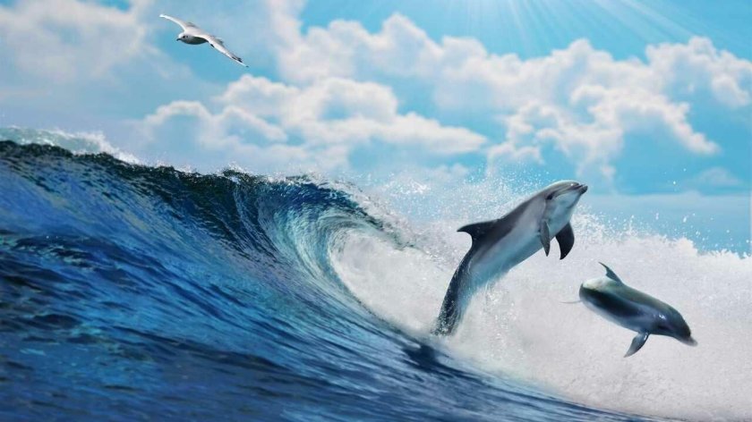 Дельфин в море