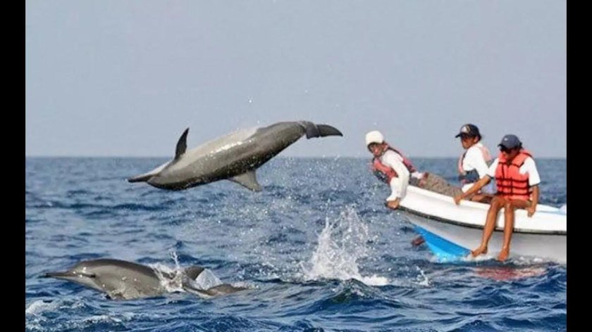 Дельфины и катер